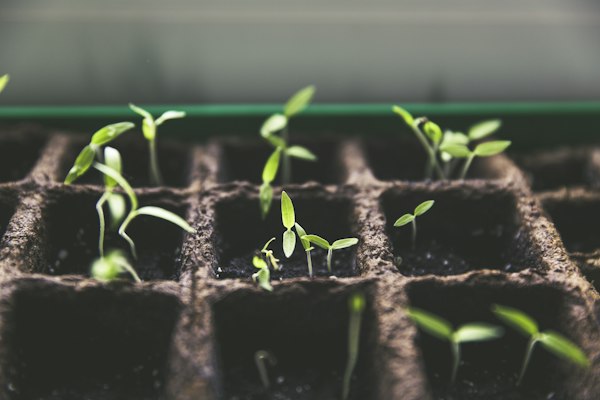 Seedling
